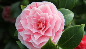 Marzo Fioritura delle camelie